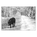 už sotva pletu packama...