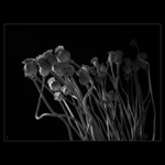 <b>POLITICKÉ HARAŠENÍ...<hR></b>(very dark side...)<br><b>