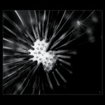 ...planetka s baobaby...(pro Antoina De Saint-Exupery)