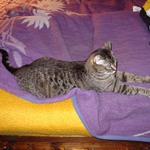 Trudy s dvěma dekama