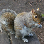 WOODCAT aneb veverka londýnská