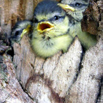 Moc se nám tu nemotej, rušíš krmící mámu !!!