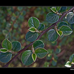 <b>... Lístky ...</b>