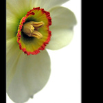 <b>... Narcis ...</b>