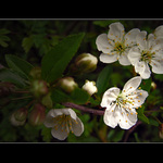 <b>... Vetvička ...</b>