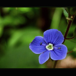 <b>... Modrý ...</b>