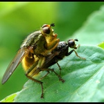 ___přistihl jsem je na lopuchu___