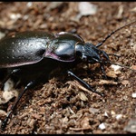 ... jak jsem opět potkal střevlíka :) ...