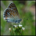 ... odpolední svačinka ...