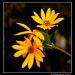 **Flower for my Silvuska**