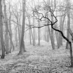 Excentrik