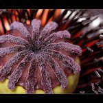 Na dně vlčího máku