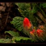 róózvíjej se poupátko...