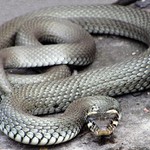 ...sss..<br> já sem úúúžovvkaáá