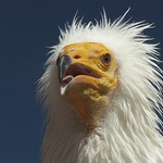 ...sup mrchožravý...