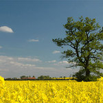 Žlutý květ-en kolem dubu