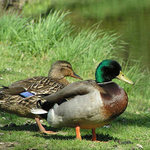 není párek jako párek