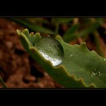 krůpěj jako na dlani