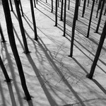 Beskydský jehelník