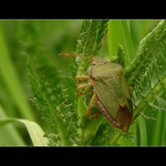 **Ze života v trávě**