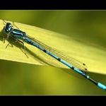 Šidélko páskované (Coenagrion puella)