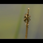 ......asi mě nevidí.....