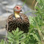 Frankolín žlutokrký