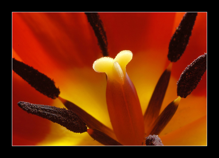 Tulipan