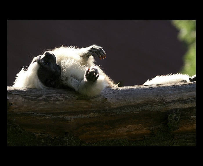 Siesta...