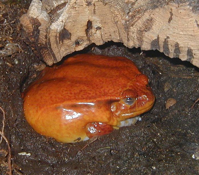 žabka