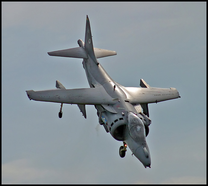 * vychovaný Harrier *