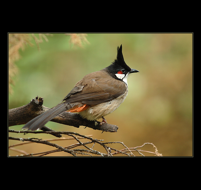 Bulbul rudoocasý