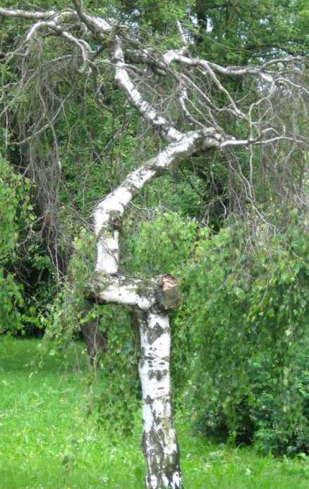 Starenka rokmi skusana...