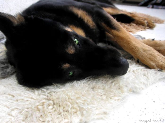dogged dog©
