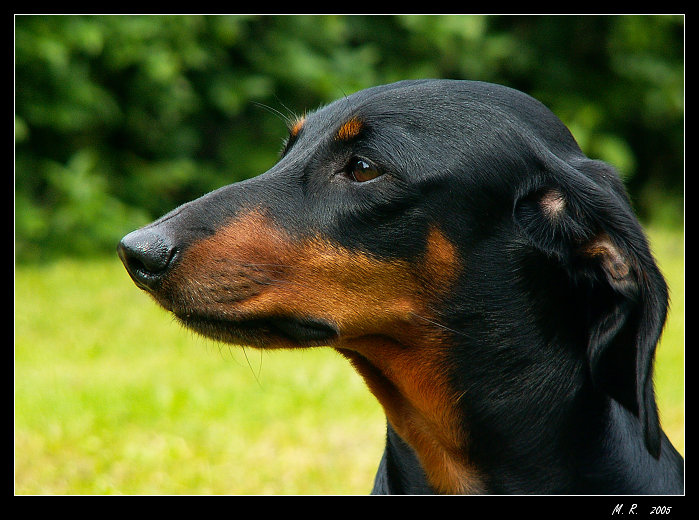 Chlupatá elegance