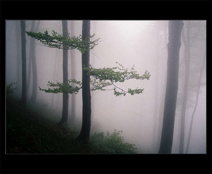 Bukovina