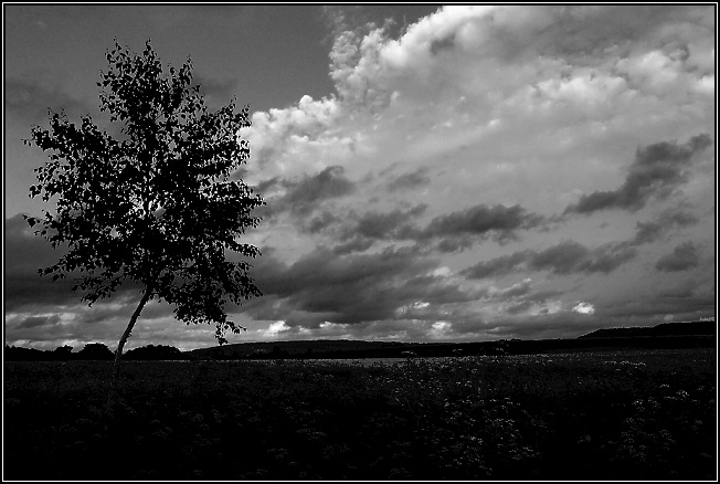 Nebe,země.strom
