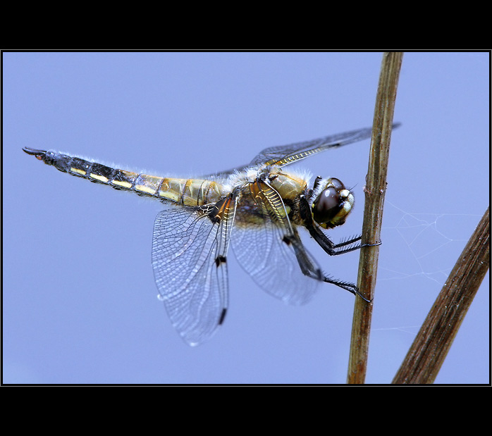 Kde jsi, pavoučku ?