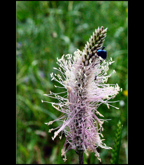 <font color=2f6f8f><b>*****Flower.I*****</a></span><br>
