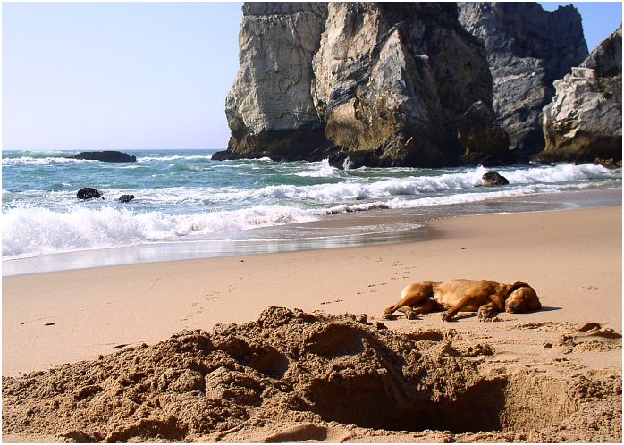 Někde tu byl zakopaný pes