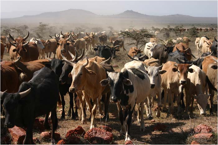 Keńské krávy