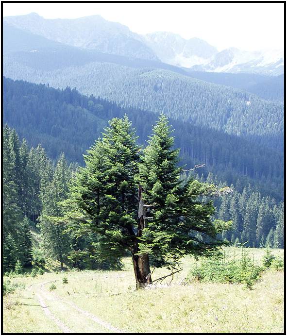 Nízké Tatry