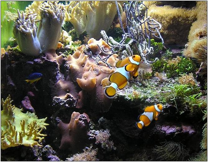 *duet Nemo*