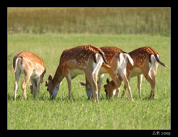 Daněk s danicí a daněčaty