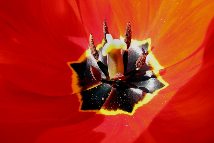 V tulipáne