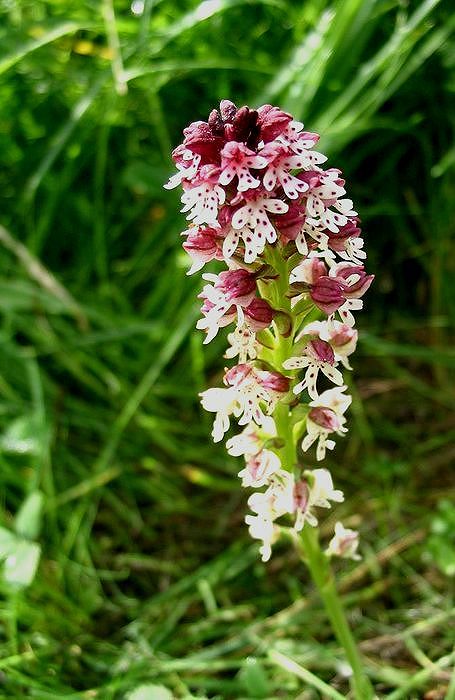 Botanická perlička