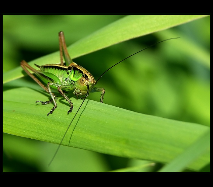 to jsem z toho jelen