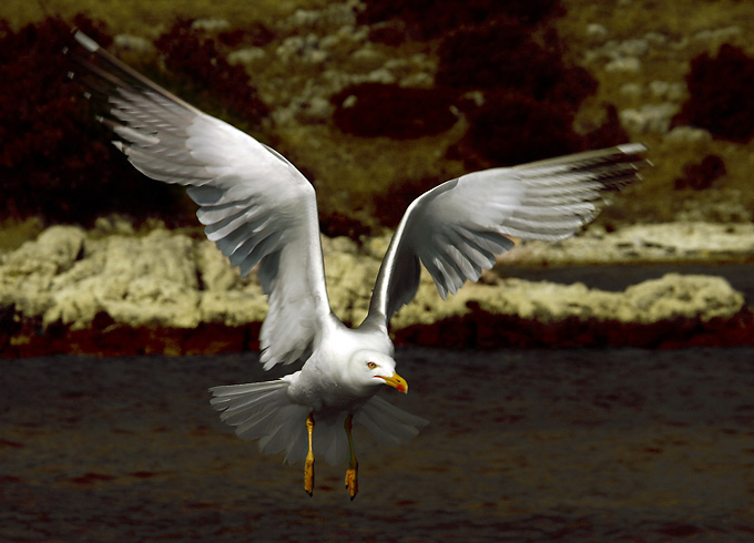 Jonathan Livingston Racek
