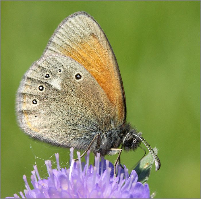 Motyl
