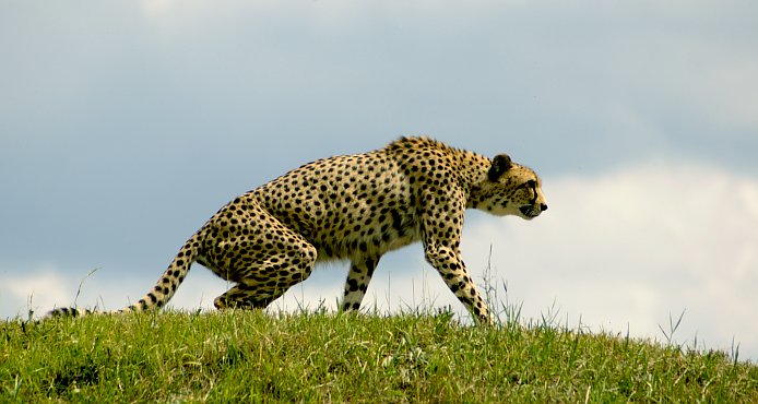 Gepard